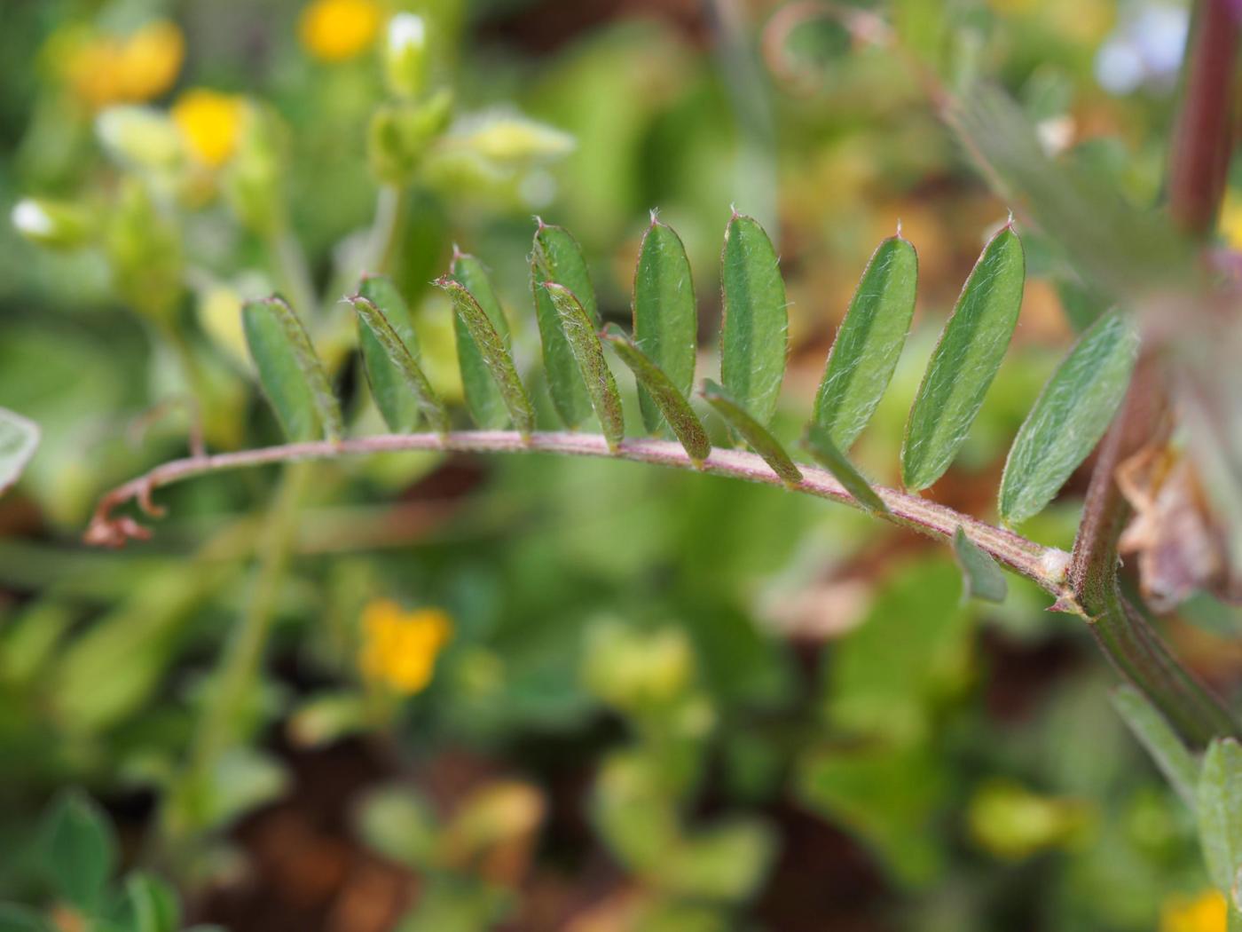 Vetch, (Hungarian) leaf